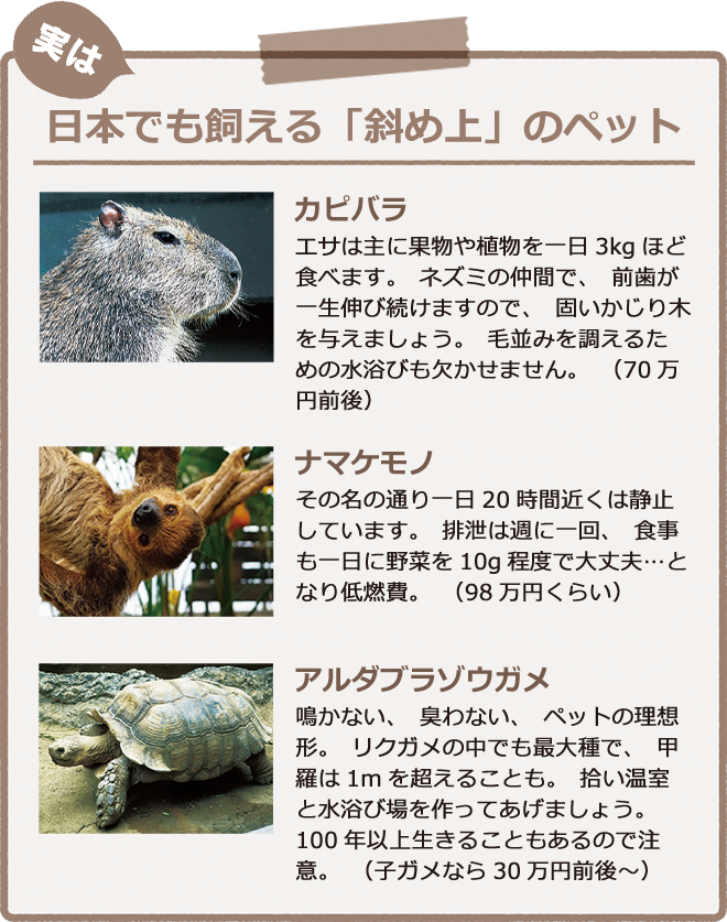 日本でも飼える「斜め上」のペット